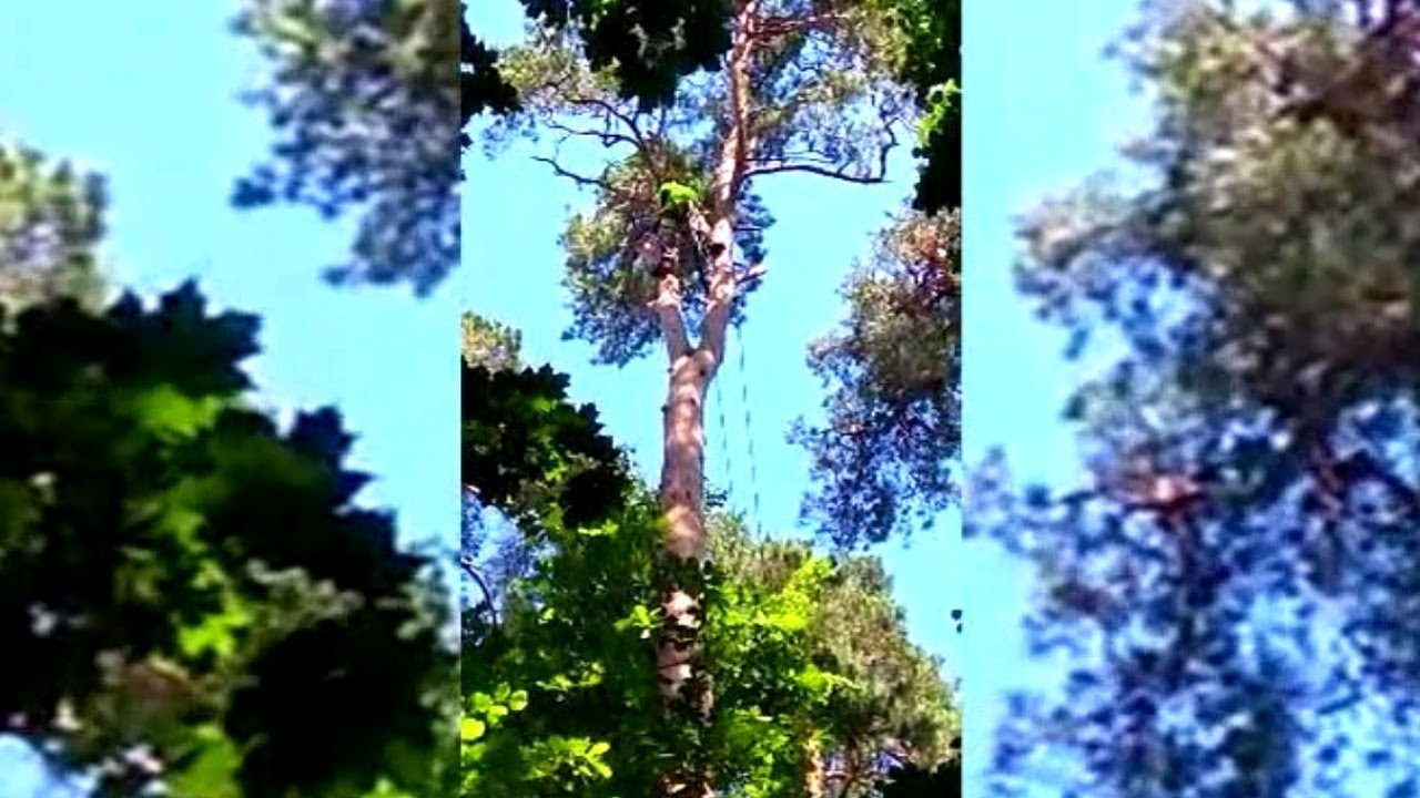 Удаление дерева с полной завеской всех отпиливаемых частей - YouTube