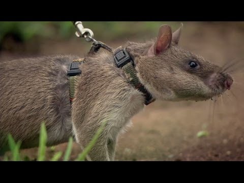 Les rats sauvent lHomme des mines antipersonnel  Extraordinary Animals  Series 2  Earth