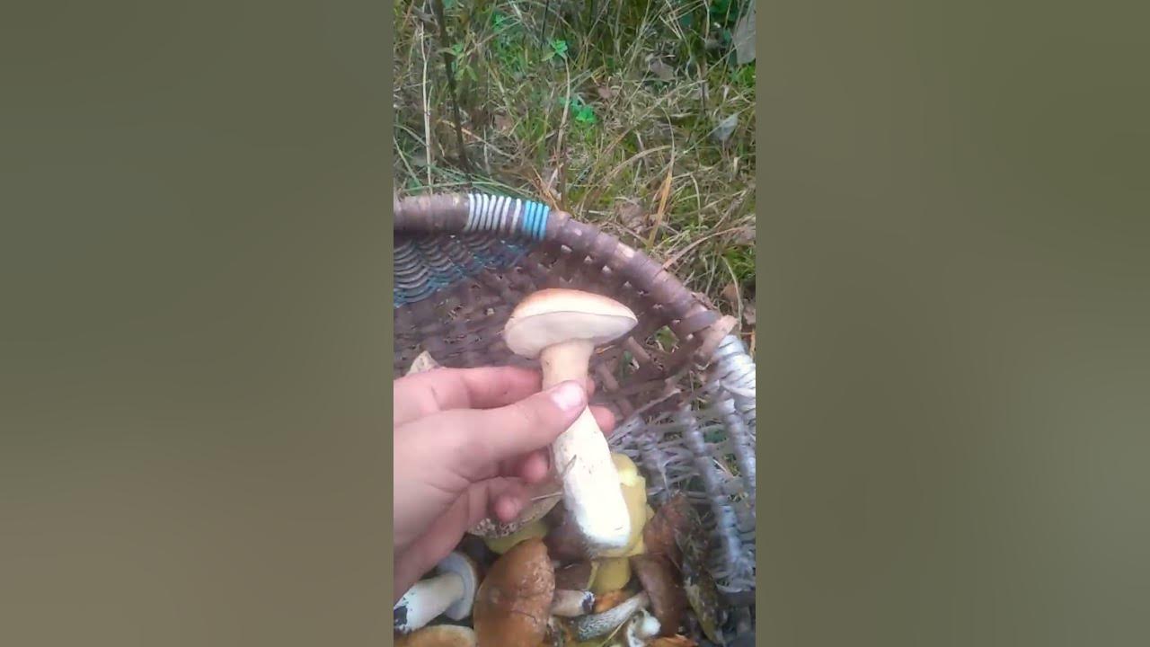 грибная поляна в лесу🍄🍄🍄🍄👍👍😀😁😋😄 - YouTube