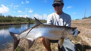 Catching BIG Freshwater Tarpon out of a TINY CANAL!!!