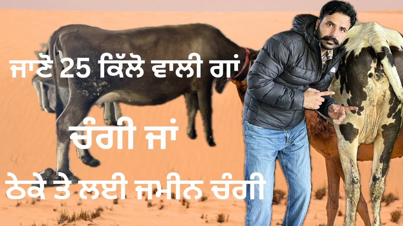 25 ਕਿੱਲੋ ਵਾਲੀ ਗਾਂ ਚੰਗੀ ਜਾਂ ਠੇਕੇ ਤੇ ਲਈ ਜਮੀਨ 
