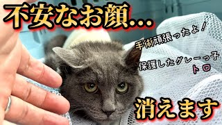 お泊り手術で「ぼっち」を体験したビビり野良猫が変化を見せてくれました。 #11