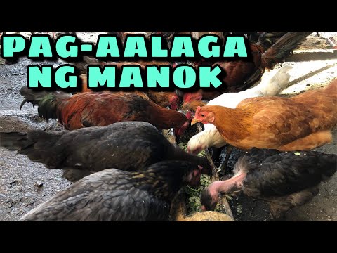 Video: Kung Paano Mag-alaga Ng Manok