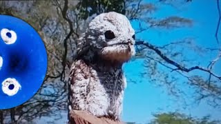 This is not an urban legend, it is real. | Potoo