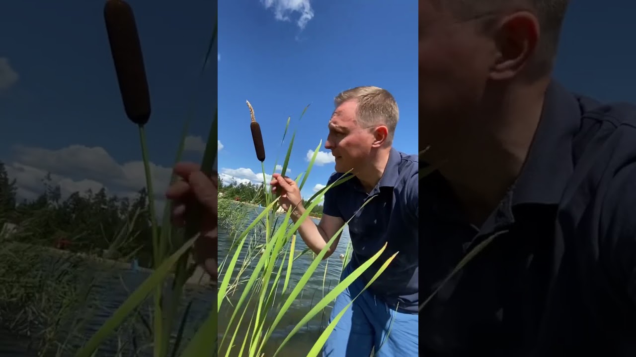 СКОРОСТНОЙ ПАРУСНИК ИЗ ЛИСТА РОГОЗА ИЛИ КАМЫША  .