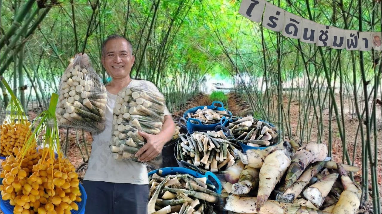 ปลูกหน่อไม้กินสดรสชาติดี!! มีรายได้หลักล้านทุกปี ลงทุนน้อยกำไรดี การันตีมีตลาดรองรับ