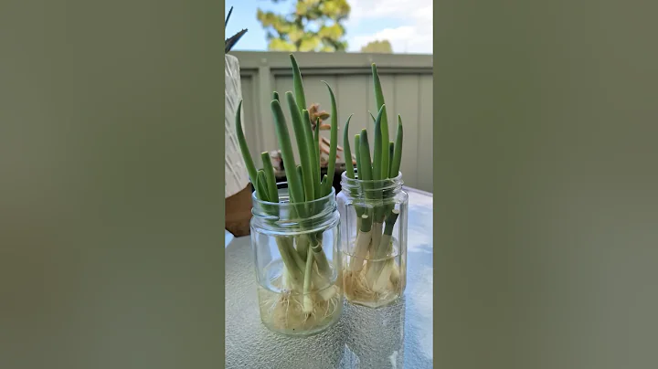 HOW TO GROW GREEN ONION 🧅