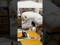 超大型犬のコレがコウなる動画2/Two years after Greatpyrenees #グレートピレニーズ #大型犬　#greatpyrenees
