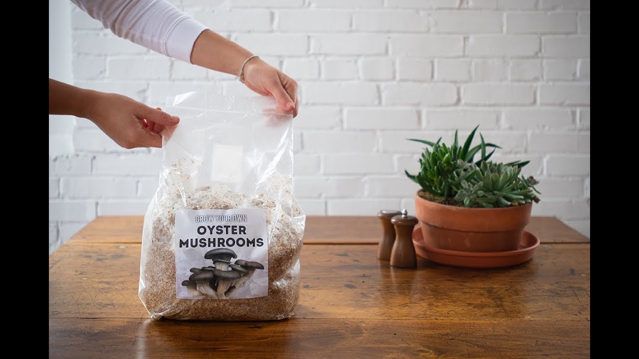How To Grow Oyster Mushrooms in Buckets  Bags  Sporeshift
