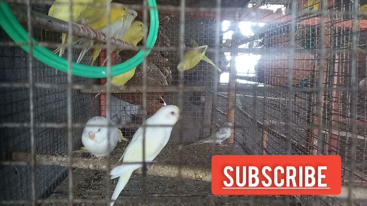 Bankura biggest exotic bird fram🦜🦜🦜🦜 BUDGIES briding farm,  love bird,  conur, cocktail