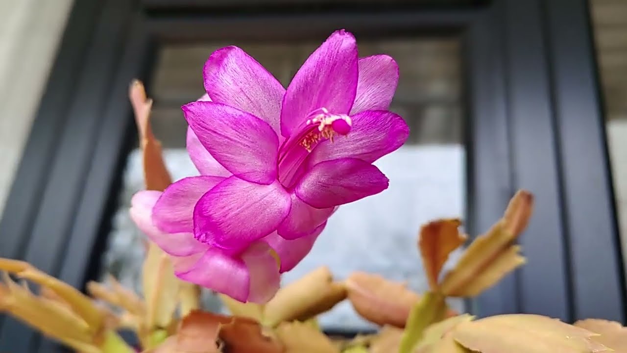 FLOWERING TIME FOR CHRISTMAS CACTUS!