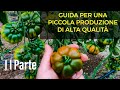 Guida per un piccolo impianto di pomodoro di alta qualità 2d2