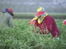 Ranker Video