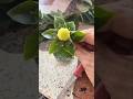 Creating beautiful flower shapes using folded leaves and small fruits as decorations #diy #leafart