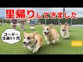 5ヶ月コーギー初めての里帰り。ブリーダーさんとの再会は✨道の駅で嬉しい出会い