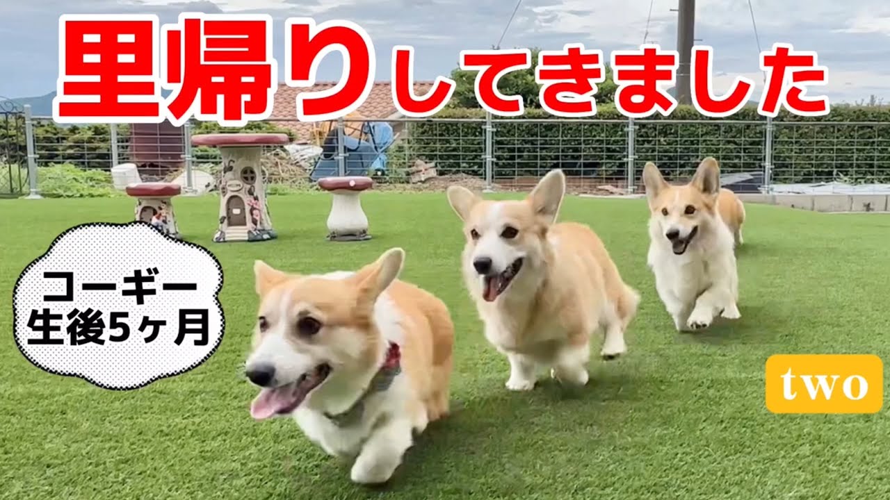 5ヶ月コーギー初めての里帰り。ブリーダーさんとの再会は✨道の駅で嬉しい出会い