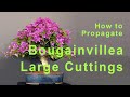 Bougainvillea Bonsai - How To Propagate Large Bougainvillea From Cuttings