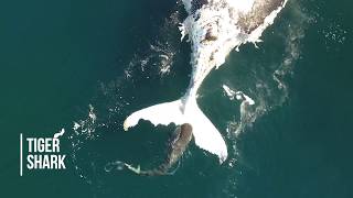 Incredible footage from NSW DPI drone trials shows sharks, whales, dolphins and more screenshot 2