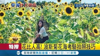 花比人高怎拍才好看! 遊客跑波斯菊花海考驗拍照技巧 記者 ...