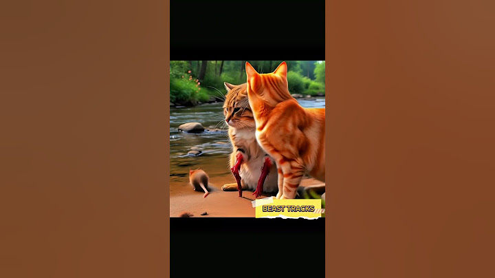 A Cat in Pain…But What the Other Cat Did Will Melt Your Heart!#shorts #funnyshorts #americashorts