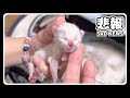 【悲報・7つ子生後1日目】ちび猫ラグドールから産まれた赤ちゃん子猫達がぐったりして動きません...【子猫物語】【スーパー未熟児子猫🐱】 #猫 #ラグドール #子猫