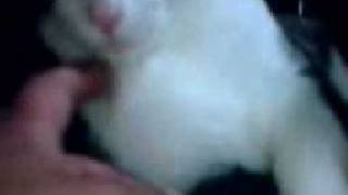 MOL055