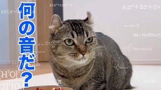 袋の音だけでバレる?キッチンポリ・スーパー袋・チュールで猫が反応するか試した結果