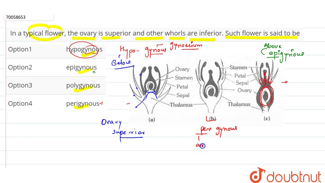 In a typical flower, the ovary is superior and other whorls are