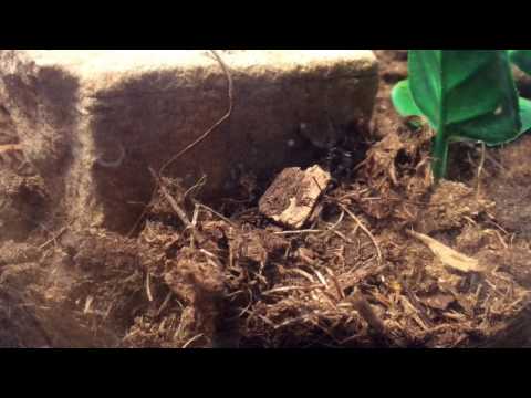 White Spot Assassin Bug vs Black Hole Spider