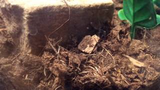White Spot Assassin Bug vs Black Hole Spider