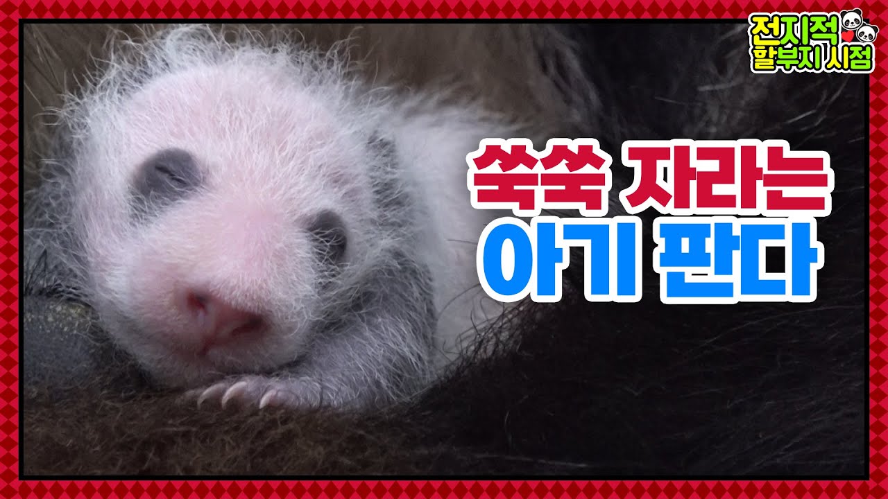 (SUB) Делимся новостями о жизни корейских панд-близнецов│ Panda World🐼