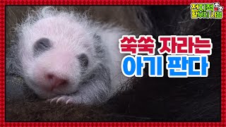 (SUB) แบ่งปันอัปเดตชีวิตแพนด้าแฝดเกาหลี│ Panda World🐼