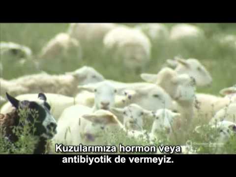 Video: Şampiyon Evcil Hayvan Maması Kıtlığı - Orijen, Acana Pet Foods Sınırlı Üretim Uyarısı
