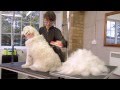 How to deshed your dog 