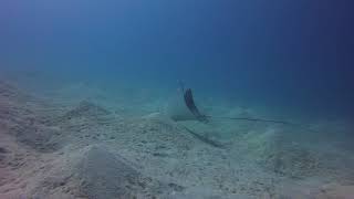 Eagle Rays at Marsa Shagra House Reef by Sarah