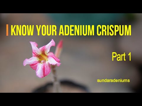 Know your Adenium