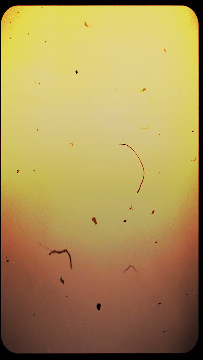 Super Overlay From Old Film Negative Film 8mm #film #cupcut #overlay #dust