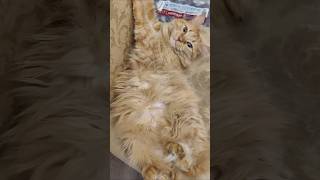 Домашняя любимка #shorts #короткиевидео #котики #кот #кошка #мирживотных #домашниеживотные