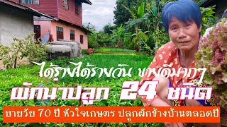 ผักน่าปลูก 24 ชนิด ยายวัย 70 ปี ปลูกผักข้างบ้านทั้งปี ขายรายได้รายวัน ขายดีมากๆ จ.บุรีรัมย์