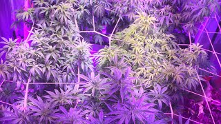 Native Sun Genetics - Wk10 Veg. #happygrowing  #NativeSunGenetics #DiabloNutrients #420