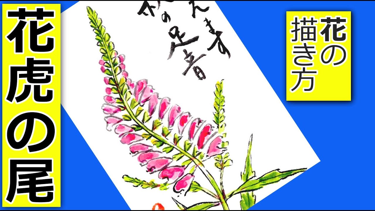 ハナトラノオの花の描き方 ガーデニングの絵手紙スケッチ 7月 8月 9月 夏 初秋 Youtube