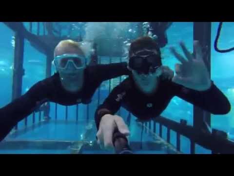 Snorkel in the Dubai Aquarium and Underwater Zoo with Al Boom Diving