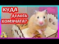 Куда делись хомячата Фанни?  / сирийский хомяк  беременность / Alisa Easy Pets / Алиса Изи Петс