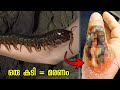 ലോകത്തിലെ ഏറ്റവും വിഷം കൂടിയ ജീവജാലങ്ങൾ || Untoldtale