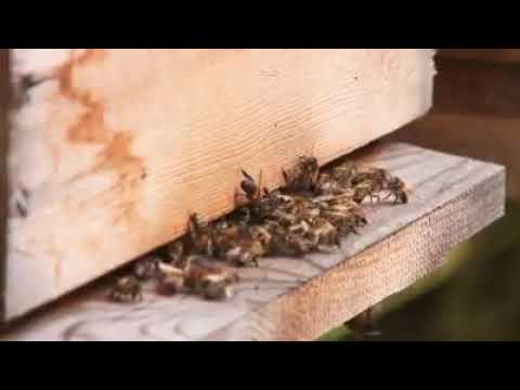 თანამშრომლობა მეფუტკრე ოპერატორებთან mp4