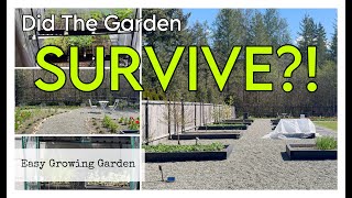 It Hasn't Rained In Days and I Was Gone! | Garden Tour & Update