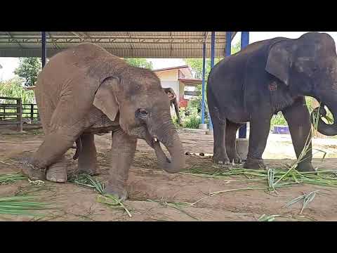 การถ่ายทอดสดของ Elephant  story สามสาวดาวซิ่ง