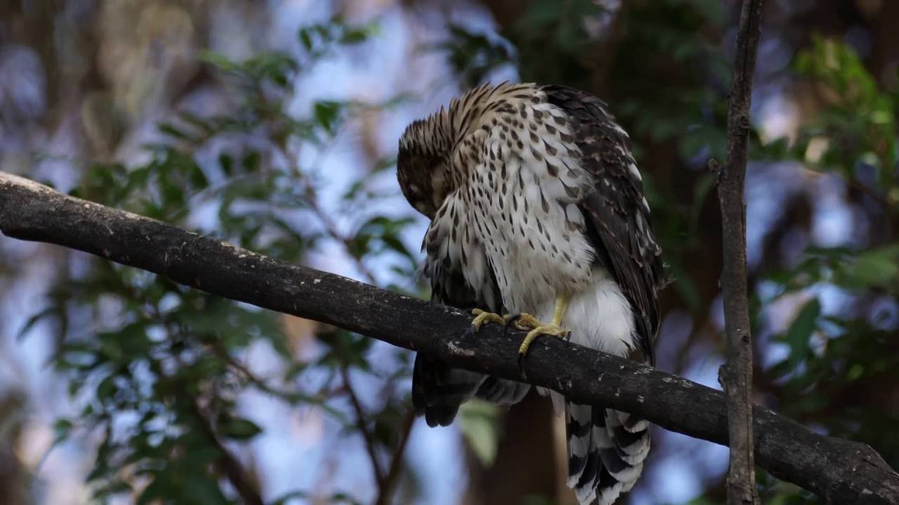 Juvenile Cooper's Hawk - YouTube