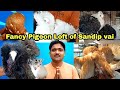 Fancy pigeon loft visit of sandip vai west bengal india  sandip vai ka fancy kabootar loft visit