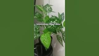 Terperangkap dalam duka.  Ani carera lagu ini  sangat menyentuh hati